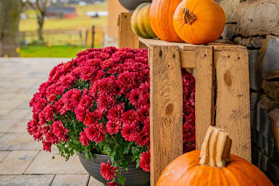 Domki Góralskie  - Bańska Wyżna